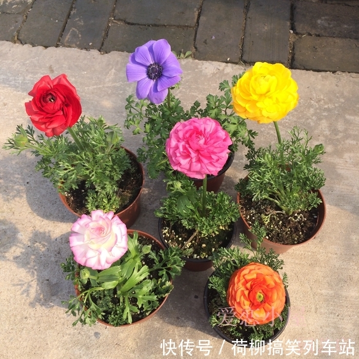春天买花要谨慎,4种花“夏必死”,新手绕开走,别白花钱