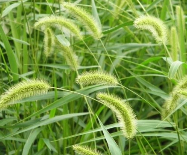 狗尾草|农村“狗尾巴草”煮水喝,没想到它还有这么多作用!千万别再浪费