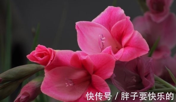 花卉|几款花卉好养易活，不闻不问，好养易开花，花香四溢飘满屋