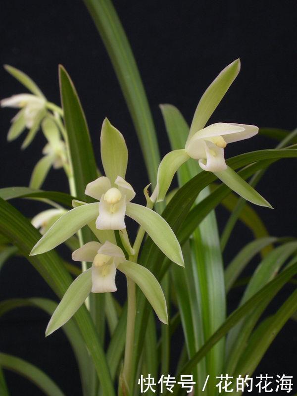 价格便宜|建兰八大铭品之“大凤素”,植株优美,香味浓郁,价格便宜又好养