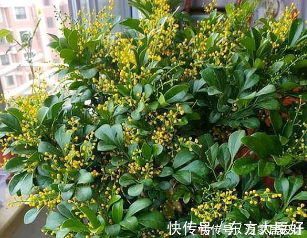 米兰花|养花就养4种花,好养易活花量大,养上一盆四季欣赏,好养还不贵