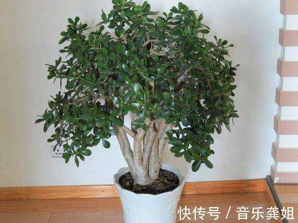 桂花|“便宜”的2种花，养在阳台上，越来越“值钱”，寓意好，太值！