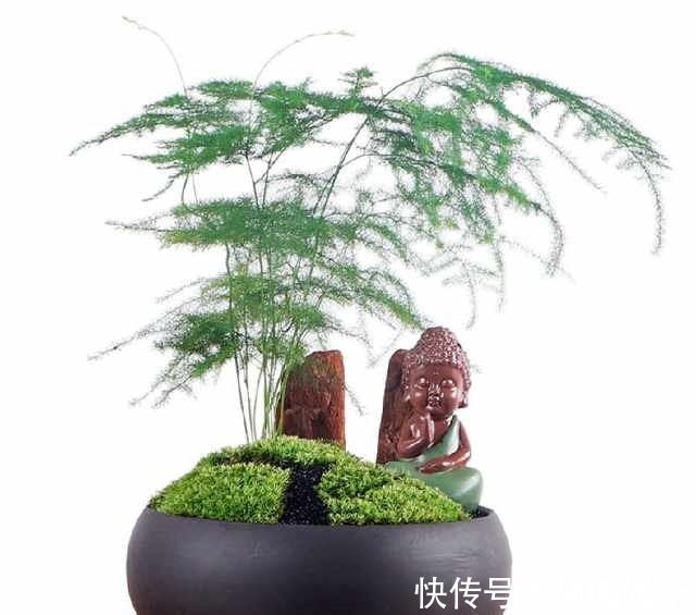 细数那些超耐阴的花,光照少长满屋,懒人大爱