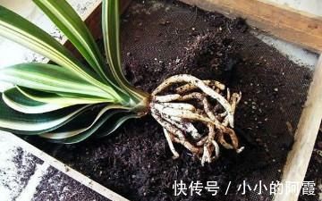 紫砂|君子兰换盆之后有几个注意事项,做好就省下了“缓苗”