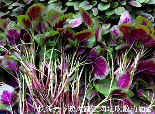 色斑|女性不想老太快,多吃点此菜,补气血,去除色斑,赶走妇科炎症