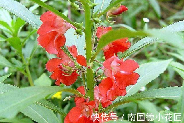 包红|小桃红呀小桃红:今夜轻轻眠,明晨可见奇?