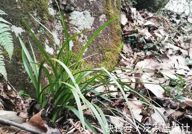 松针腐殖土|秋分到,正好配制兰花植料,松针土这样准备,明年就能养好兰花了