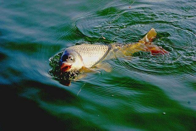 浮漂|钓鱼高手教你轻松破解野钓时有鱼无口的四招方法，让你不再做空军