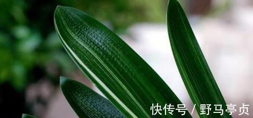 养分|君子兰喜欢1种肥,盆土里挖洞埋一点,叶子比花美!