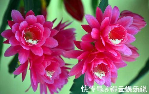 此款仙人掌,比绿萝好养,比荷花好看,简单易成活,花开硕大