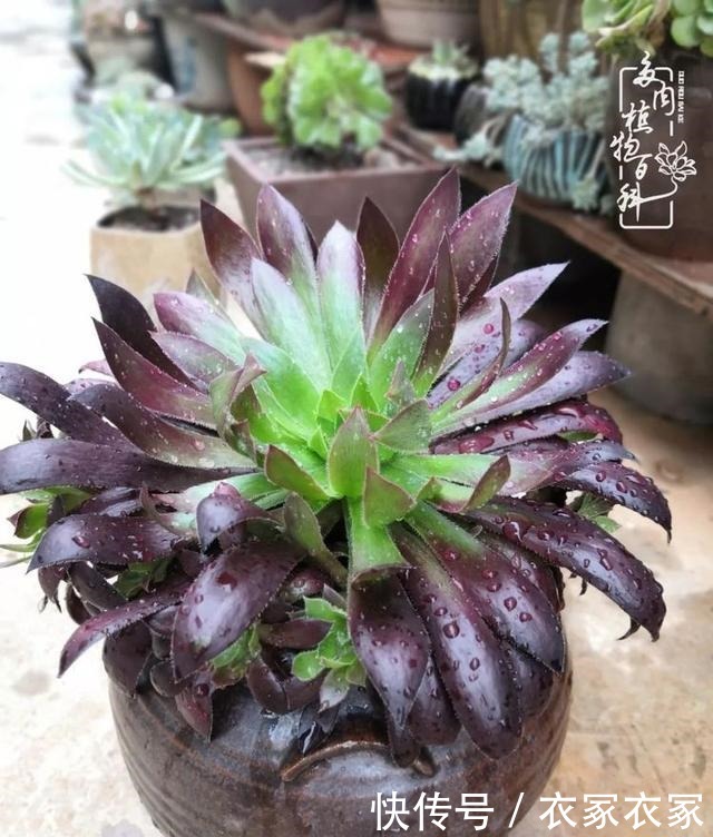 如何让多肉变美看看我是如何宠它们的!如何让多肉变美看看我是如何宠它们的!