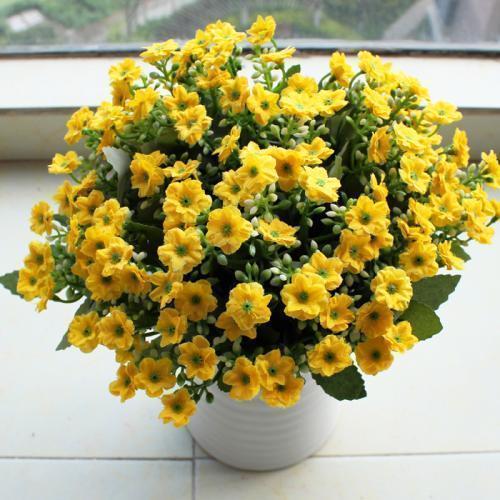 夏养米兰不开花,几点养护技巧教给你,花瓣金灿灿,花香味浓郁