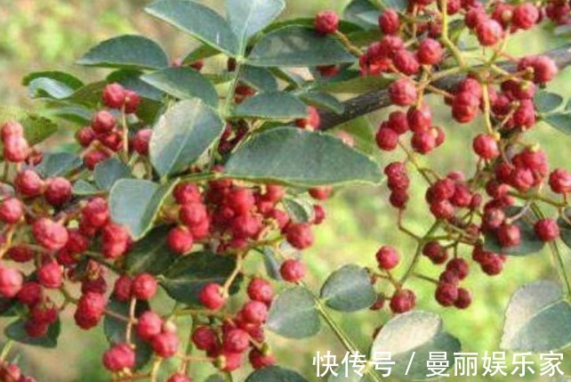 妇科炎症|女人常用此物泡水喝,排毒素,祛湿气,呵养子宫,远离妇科炎症