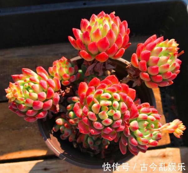 多肉蓝|秋天养多肉蓝苹果，“心狠手辣”长势好，养出极致状态美极了