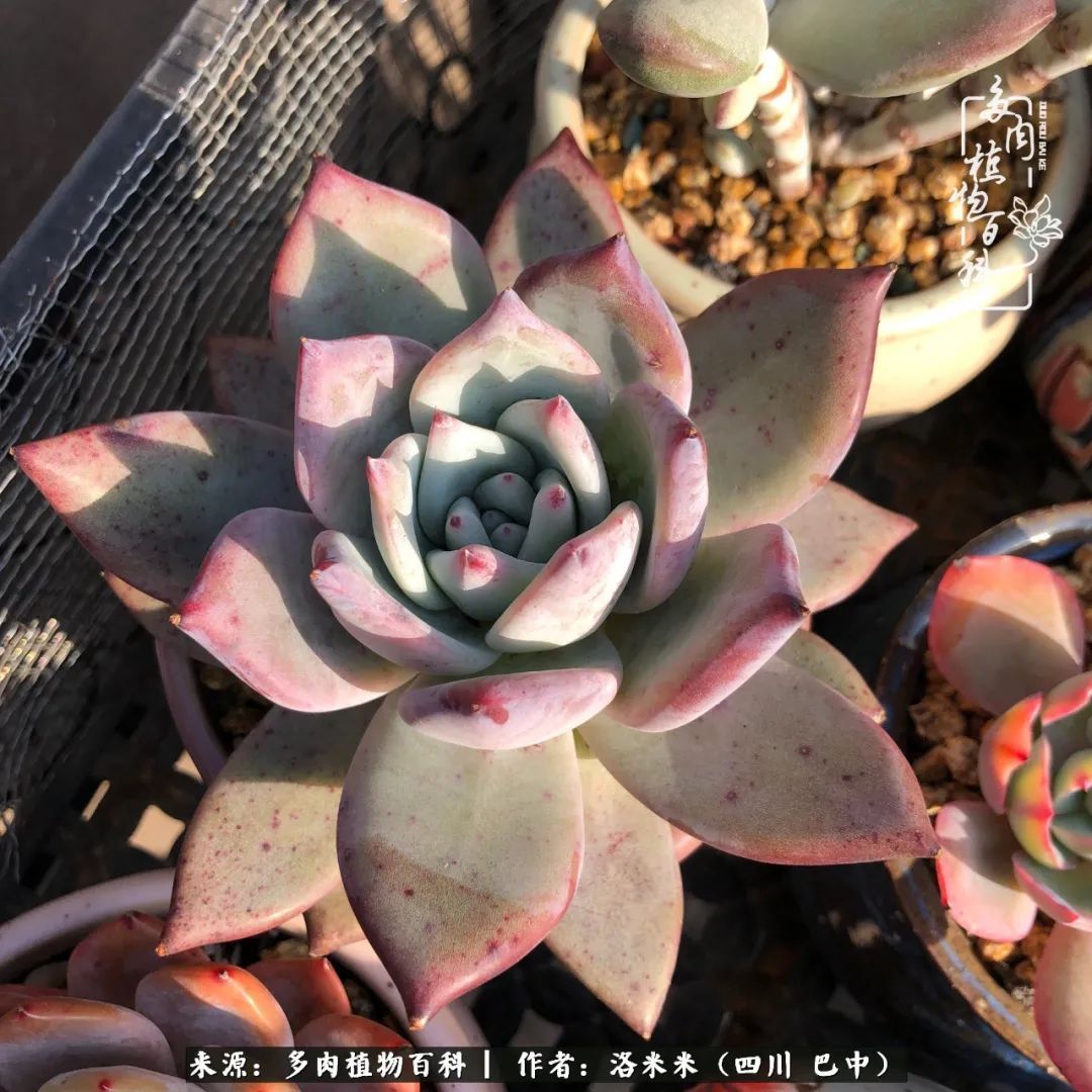 时间是多肉最好的滤镜！附个人养护经验！