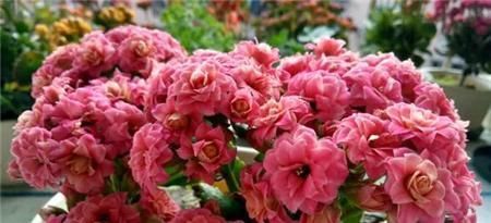 苹果皮|吃剩的苹果皮不要扔,简单处理一下做花肥,养啥都旺盛!