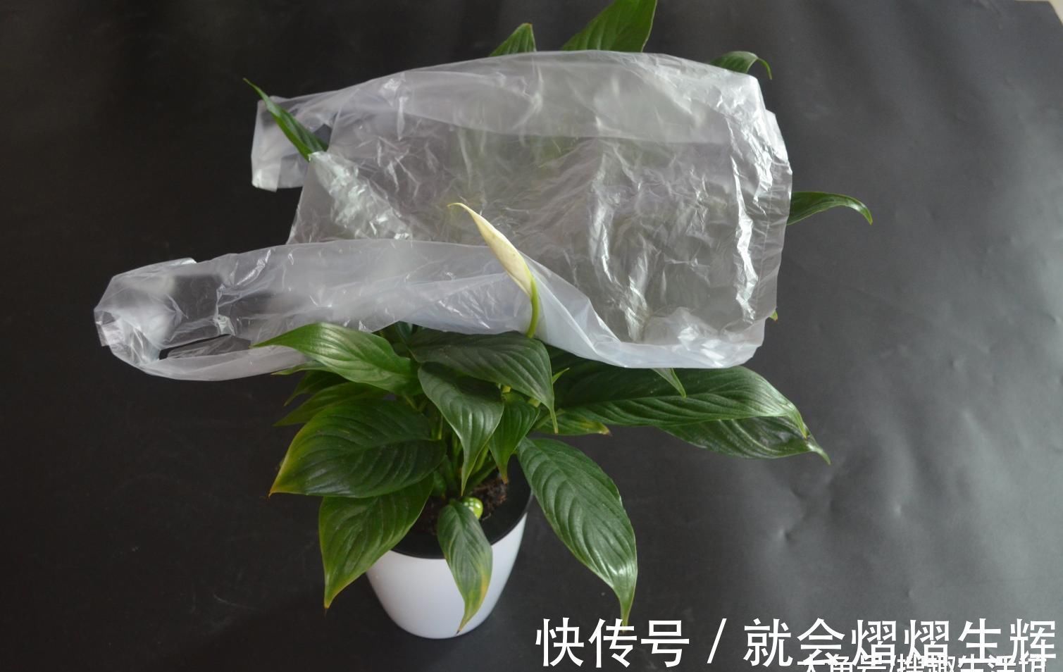 花盆上放一个塑料袋, 没想到还有这个妙用, 看完这招你会感谢我的