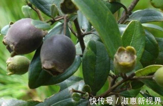 乌饭子润肺止咳、开胃消食，只需掌握四点，收获高产优质的乌饭子