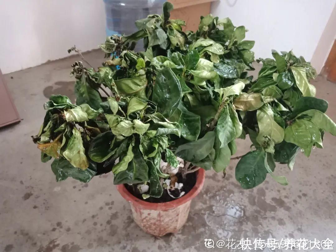 月季|养花“黑名单”实在太难养，心累