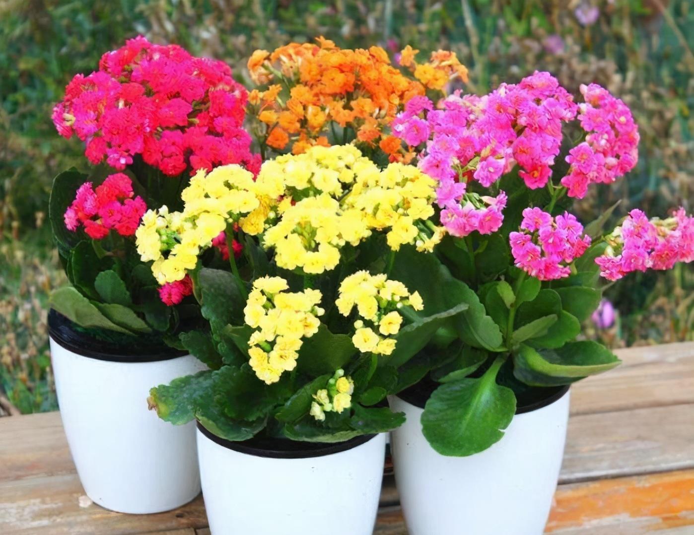 花期|夏季要想养好长寿花,温度问题只是其中之一,还有2处要注意