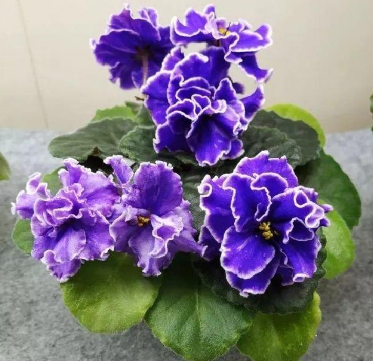 阳台养上4种花,一年四季开不停,有点阳光就开花,漂亮又好养!
