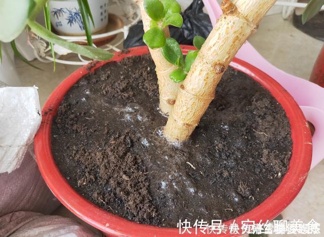 花盆土太硬？1种“松土水”，浇3回就“松软”，省得换盆了！