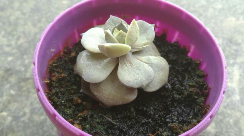 多肉|多肉叶子长皱纹,浇水不管用?学3招,养得饱满欲滴又坚挺