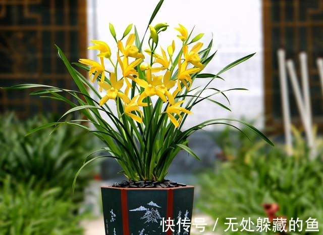 小神童|建议夏天遇到此兰花,别手软,多买些,能让你“清凉一夏”!