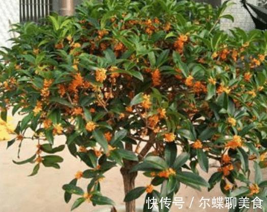 花朵|3种花耐旱好养，懒人养花首选，一个月不用管，开花多长得旺