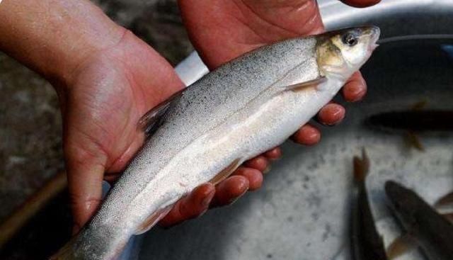 土豪|我国最美味的4种鱼,听说过的就很了不起,吃过两种以上都是土豪