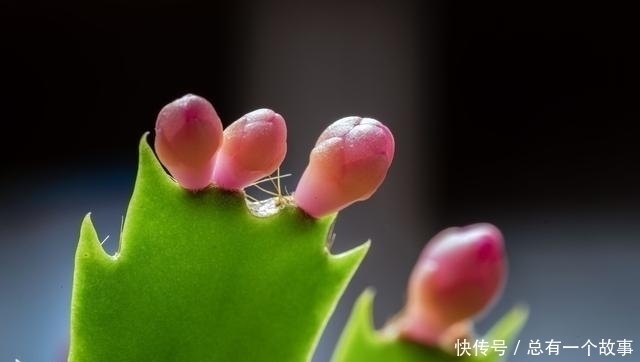 施肥|蟹爪兰夏天要断水不,嫁接和不嫁接的区别大,别养错