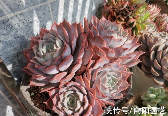 种多肉用小盆,一盆多种,挤在一起养,状态更好,根系更发达