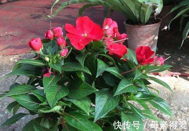 3种花摆阳台，好养易管理，能够一年四季开花不断