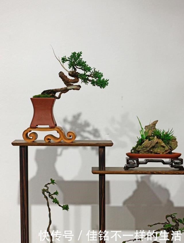 五针松“盆景”桩材,不会养护造型老师傅这就教你一招