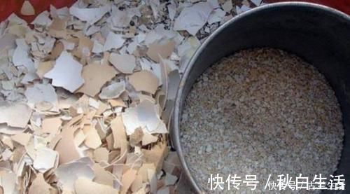 养花|鸡蛋壳养花，用对了才是好花肥，出错了就烂根，养一盆死一盆！