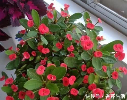 花卉|花期“最长”的4种花,一年不停歇开花,快看看你养过没
