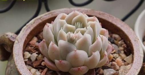 当年的贵货多肉，变成了烂大街的便宜货，暴风哭泣