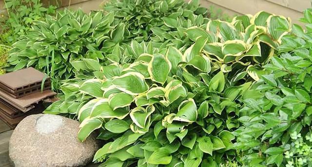 史上最耐阴的花,越阴凉越长得旺,绿萝虎皮兰靠边站