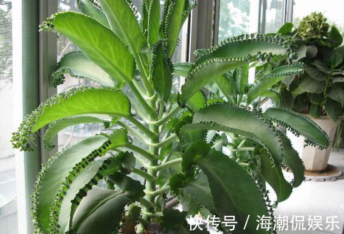 叶片|生命力强大的九种多肉植物,新手入门备的几个品种