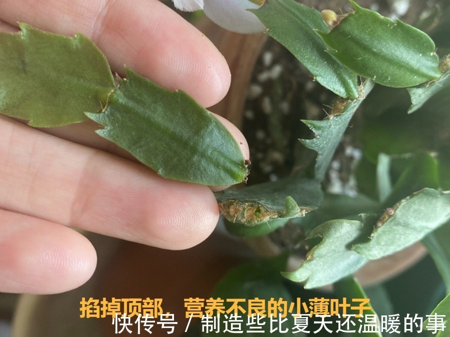 要点|养护蟹爪兰，要注意8个要点，才能开出仙气飘飘花