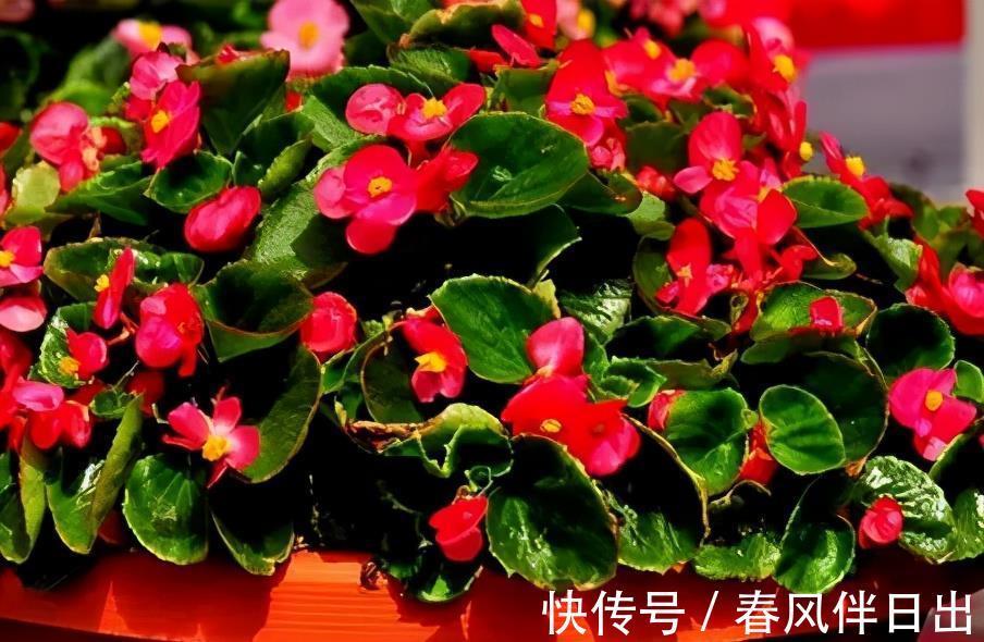 佳品|号称“开花机器”的4种漂亮花,养一盆赏花300天,是阳台盆栽佳品