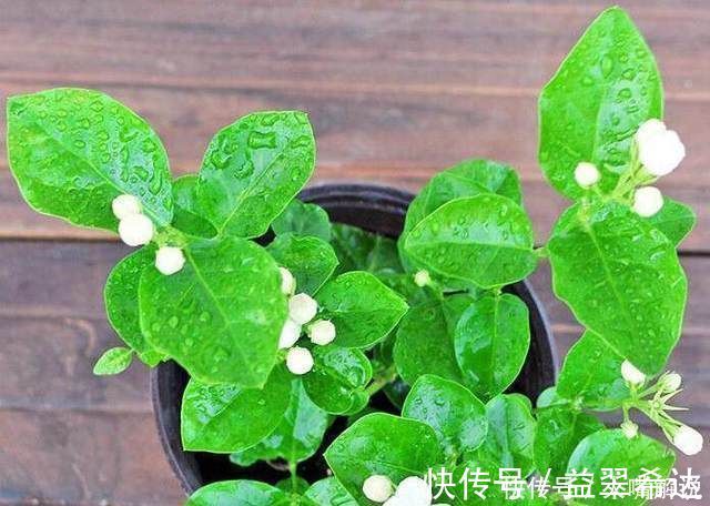 修剪|自从老婆在家中盆栽这种花后，满屋子都是清香，连香水钱都省了