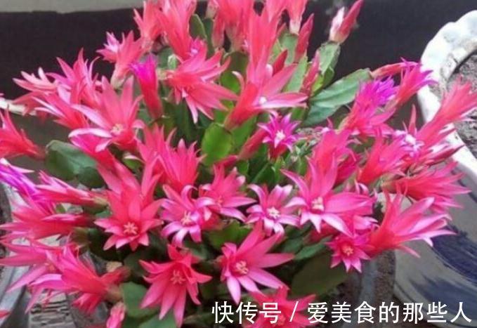 花期|蟹爪兰开花了有5怕,避免落花落蕾做好5件事,开花旺盛花期长