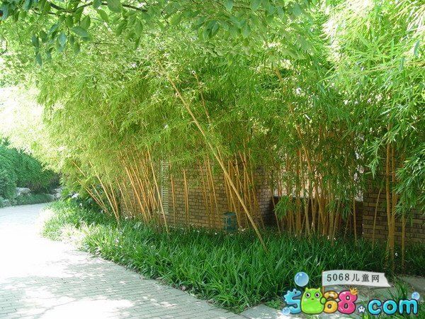 孝顺竹的栽培技术和品种分类介绍 快资讯