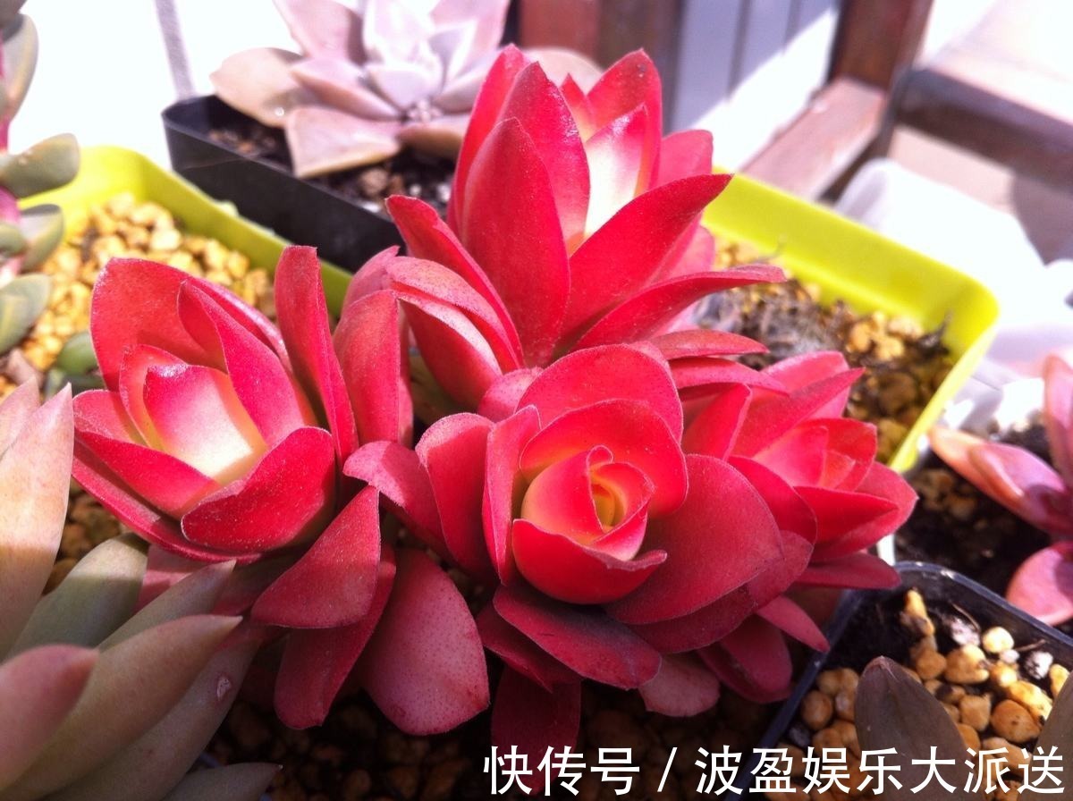 彩虹色的多肉你见过吗，阳台这么一摆，邻居嫉妒的想出大价钱买！