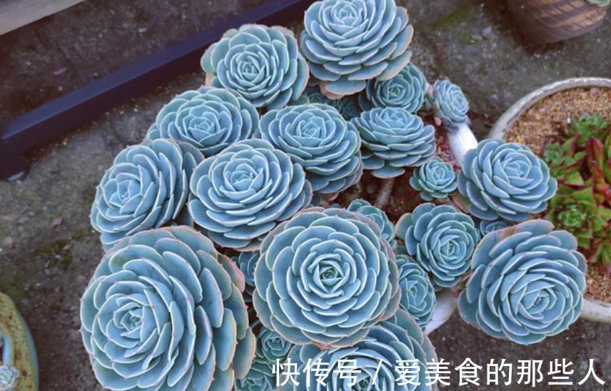 公认不好养的5种多肉,容易黑腐长势差,能养好的都是大神