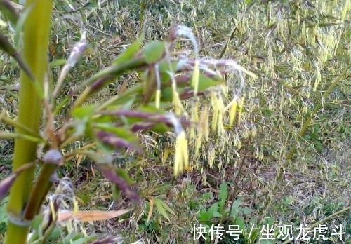好兆头|奇闻:百年难遇竹子开花,老者却说不是好兆头
