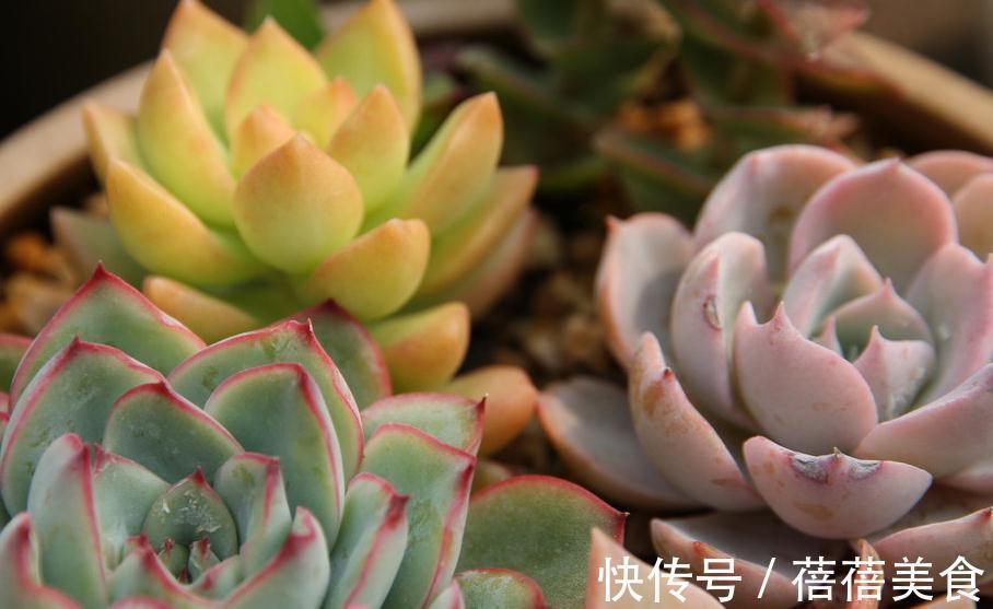 养多肉这样修根上盆,服盆快长得胖,更容易养出状态