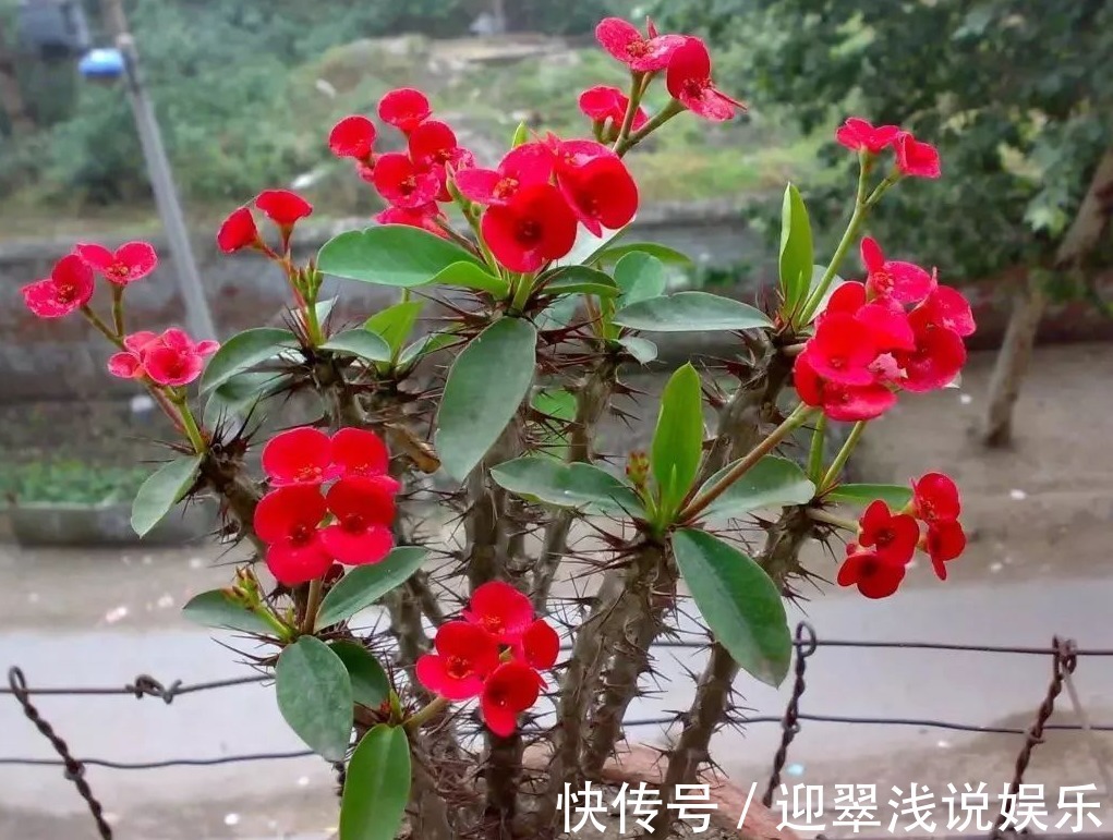 有这些“特征”的人不适合养花,一般养一盆死一盆