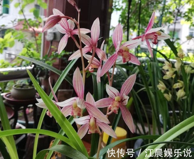 老花农养兰花，用3种植料，兰花不烂根，芽蹭蹭冒，花呼呼开